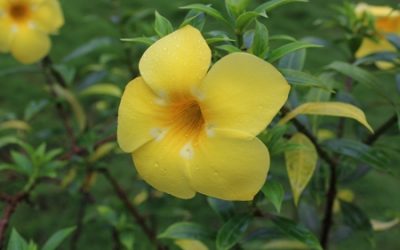 【覺行講座】3/13(六) 14:00-17:00邀請振興醫院副院長葉明陽教授主講《在新冠病毒全球肆虐下 如何做好自我、家庭及社區的防範》