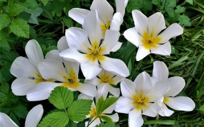 【覺行講座】11月01日(星期天)14:00-17:00耕心療癒診所林耕新院長主講 「走入解憂相談室 」