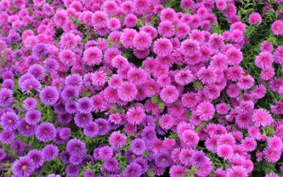 【覺行講座】 2019年09月21日 (六)14:00-17:00 腦科醫師眼中的西洋名畫﹣第二講